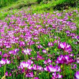 紫云英牧草种籽红蜜源牛羊饲料天然果园绿肥花种子家庭园艺种子