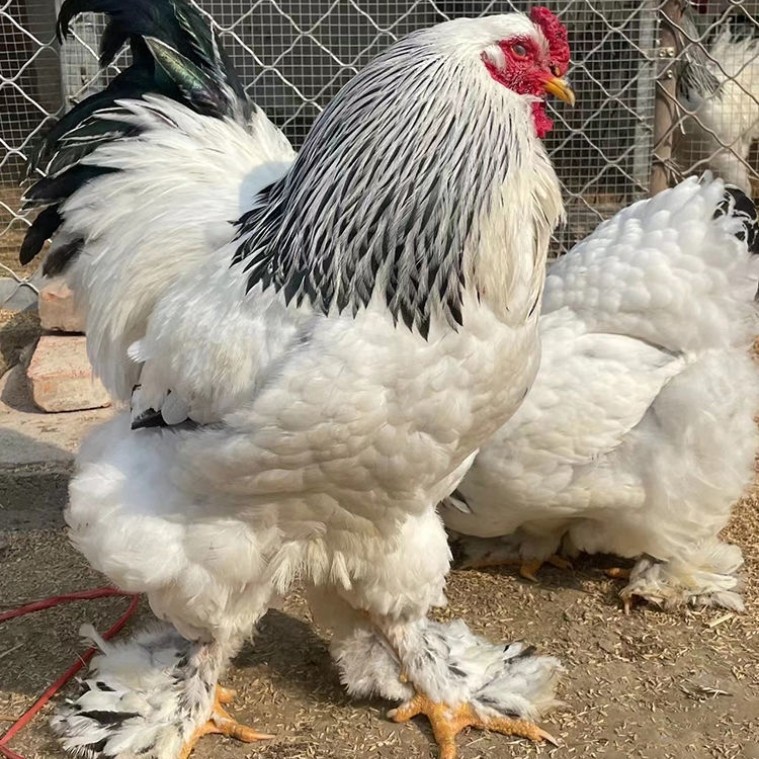 婆罗门梵天鸡现货出售巨型婆罗门鸡 成年纯种婆罗门鸡多少钱一只