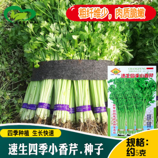 ���S�����ļ�С���۷N�Ӵ��w�S�����|����С���۷N���߲��۲˷N��