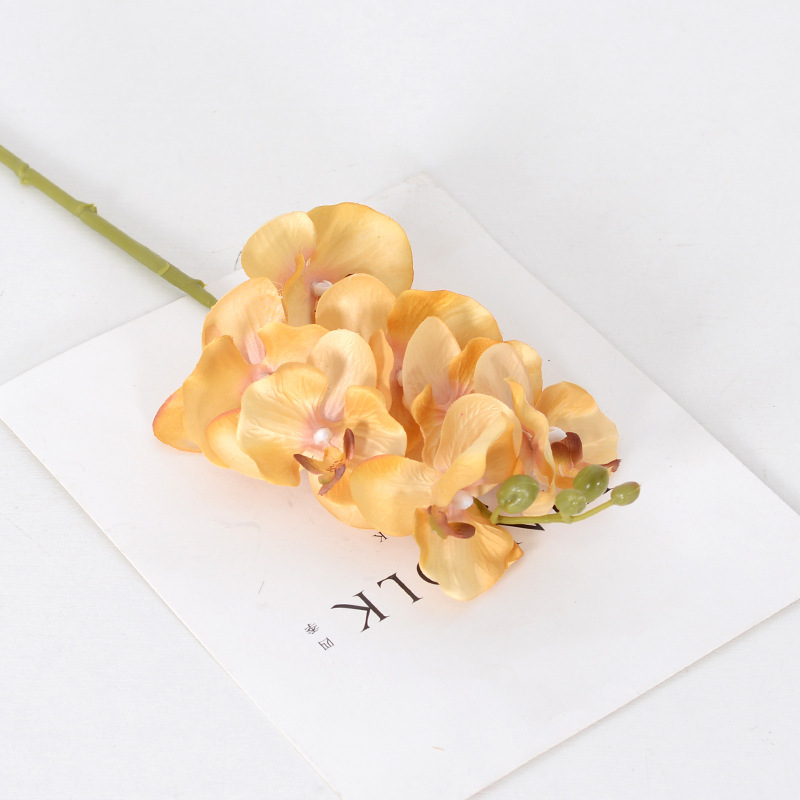 Phalaenopsis de otoño amarillo (transparente)