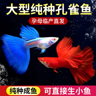 ��ȸ�~���~���^�p�~�ᎧС���~���w�~��ˮ���B�ͻƷ���N�Pβ�~