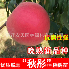 ޽ӽ8-18ҘSҘͺϱNֲY