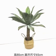 ���Wins�L����ֲ�������m�����쾰�҃�����쾰�b[������Gֲ