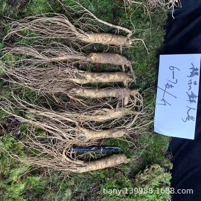 厳選された新鮮な土人参、東北人参、長白山人参、スープとワイン、東北特産の新鮮な人参|undefined