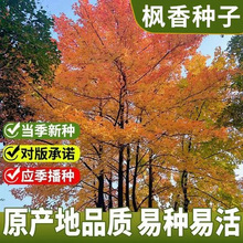 枫香种子林木种子枫香树种子绿化种籽四季庭院风景树阳台花卉种籽