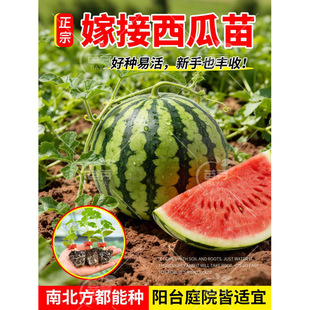 ������8424���뎧���o�������Нh�紺�t���̨�����߲���