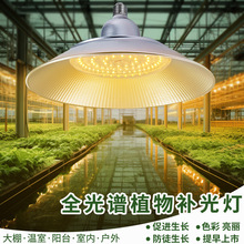 ȫ���Vledֲ�����L���a�����̫ꖹ�����ݮ�����������߲˻���