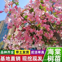 Ę繫@ƺcYľͥԺ̨ذ껨ܴzĻ