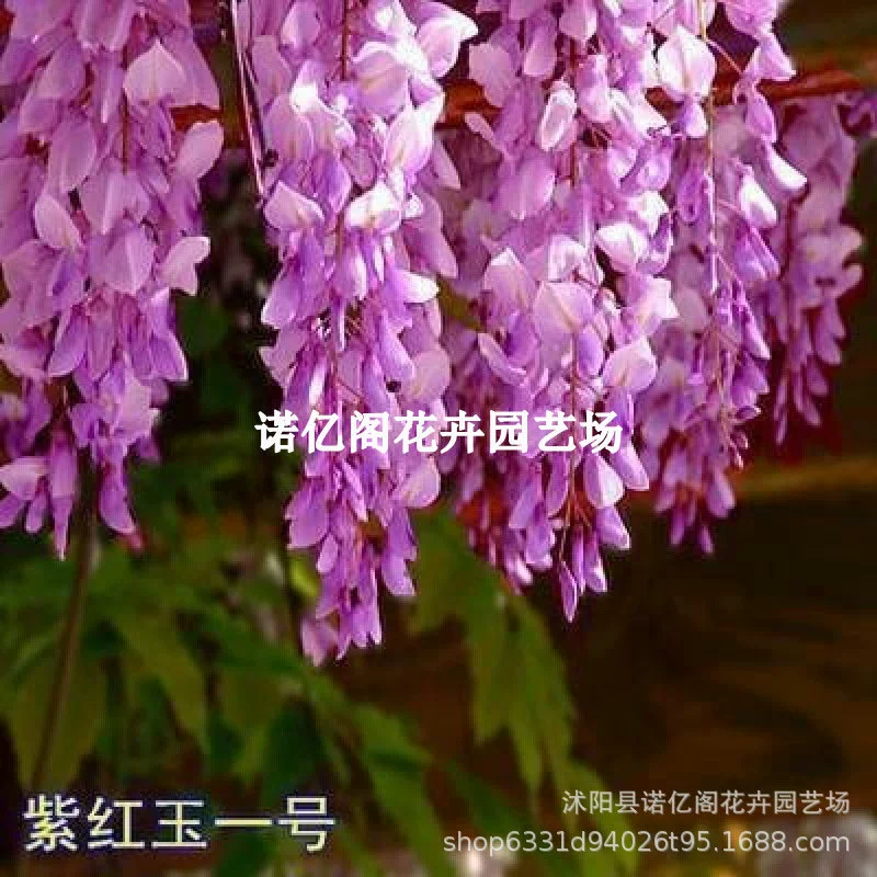 Саженец цветов глицинии Лучжоу-аромат Фэнхуа глицинии Four Seasons цветущие горшечные растения на юге и севере комнатные и наружные морозостойкие цветы