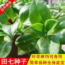 �B�����߷N�����߲�ʳ�÷N����ɫҰ�˱����˿����ͺ����ļ��߲�