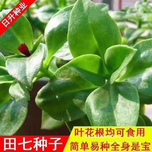 �B�����߷N�����߲�ʳ�÷N����ɫҰ�˱����˿����ͺ����ļ��߲�