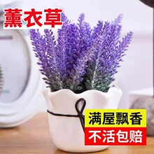 薰衣草盆栽带花驱蚊植物室外适合夏天种四季开好养花卉网红草绿植