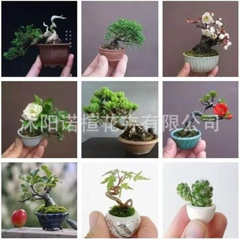 盆景树种子黑松种子跨境松树种子 盆景种子家庭观赏盆栽植物种子