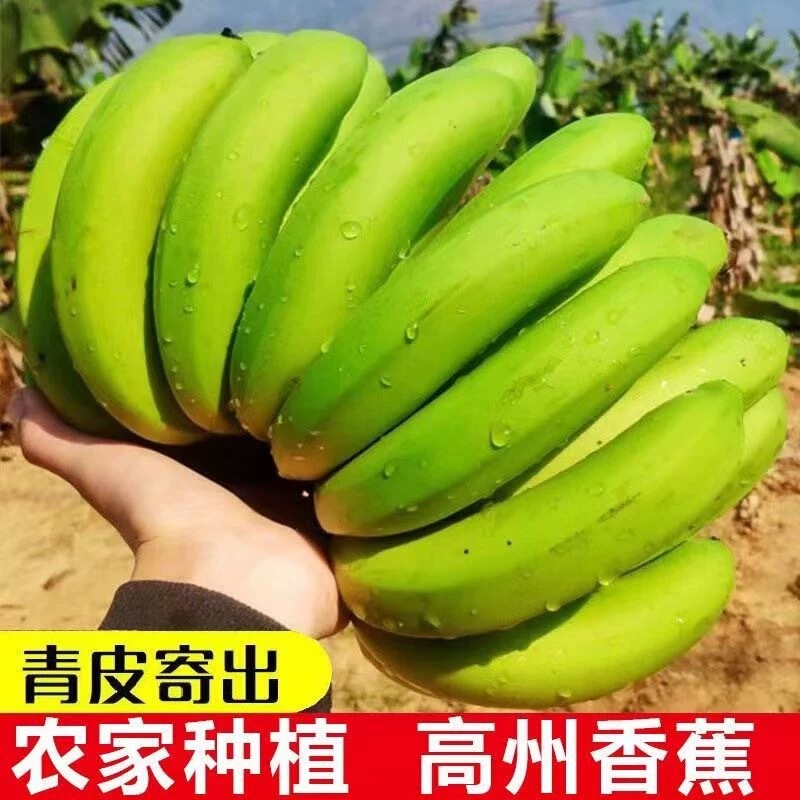 High Mountain Big Bananas 4.5kg - Sweet, Soft, and Glutinous Seasonal Fresh Fruit, Whole Box Delivery, Not Xiaomi Bananas, Banana Plantains, One-Piece Drop Shipping