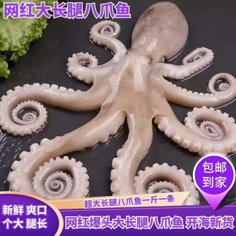 octopus Headshot Legs octopus fresh Fresh Legs octopus Legs octopus