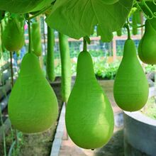 ����J�N�Ӳ˺��J���϶��ѹϷN������ӹ����r���ļ��߲˷N��