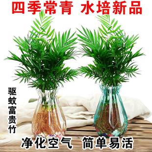 Hydroponic Pocket Coconut Desktop Potted Green Plant Indoor Flower Office Living Room Sunflower Coconut