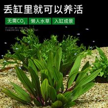 水草套餐好养耐活真植物绿菊大叶绿九冠鱼缸造景随机一杯其他小型