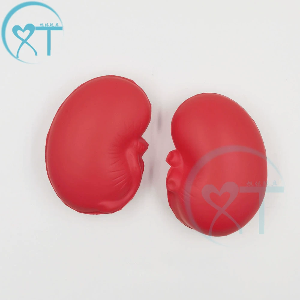 Pu почка пенообразующий декомпрессионный мяч pu Игрушка вентиляционный шар моделирование сердце почки орган отскок игрушка печать логотипа