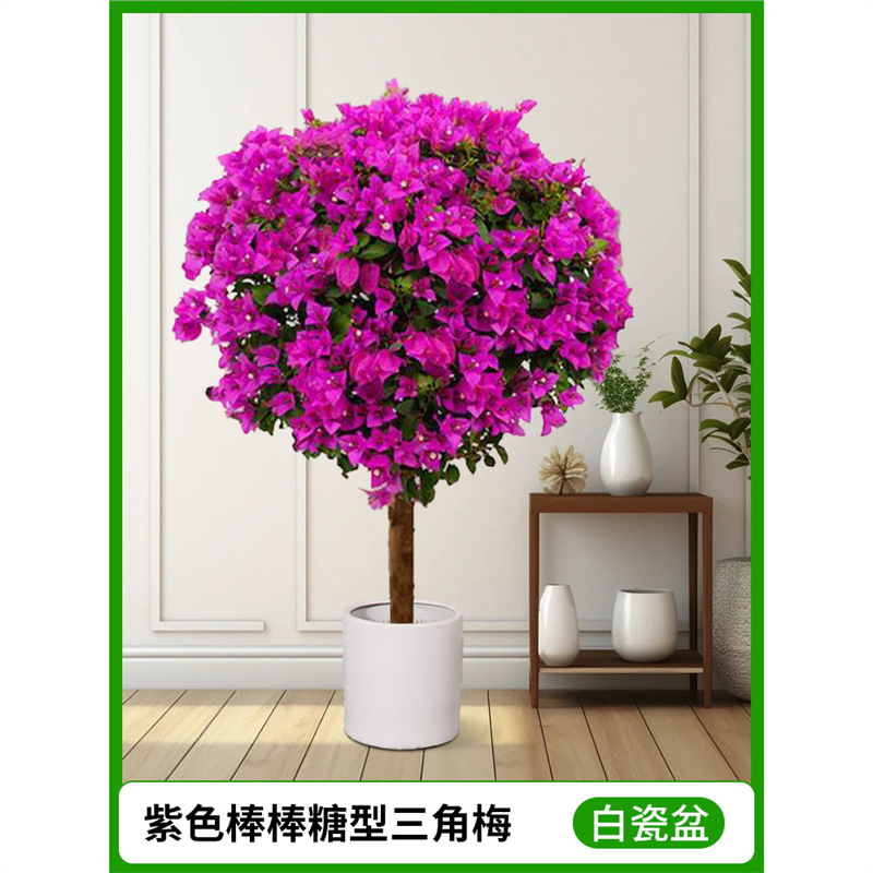 [모양] 보라색 막대사탕 부겐빌레아(백자대야)
