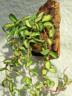 ��ֲ���m������073���~���\���S����ɫ���m�M�����m�����b�ֲ��