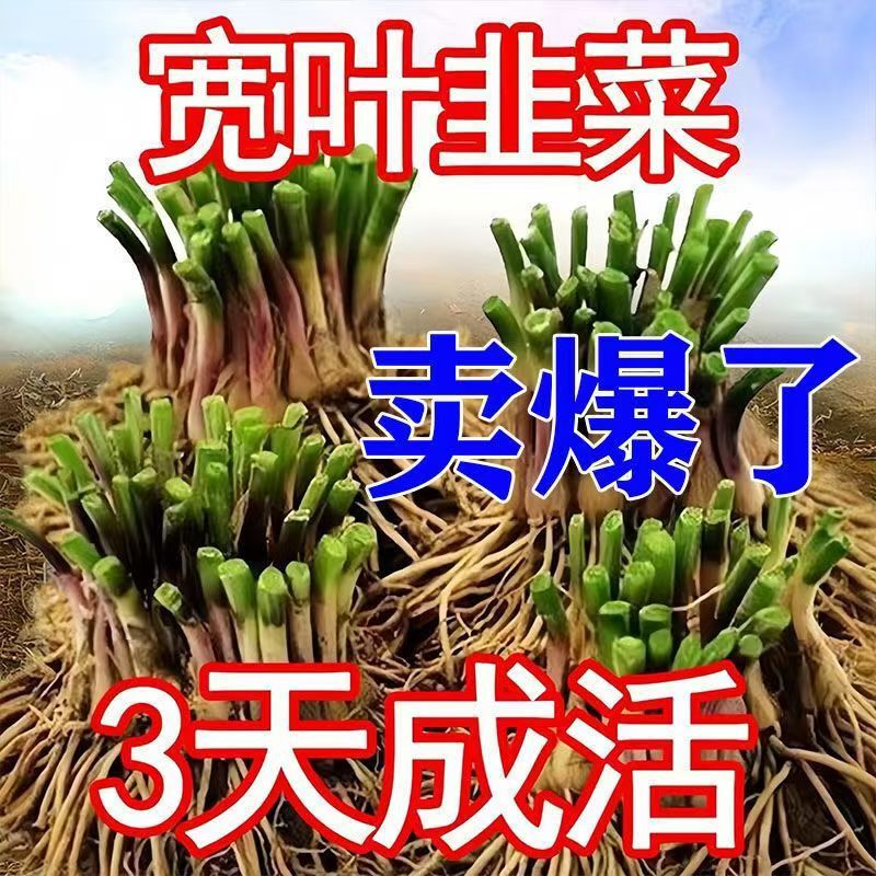 Leek Root Seedlings Are Now Dug, Wide-Leaf Purple-Rooted Leek Seedlings, Purple-Red Roots, Four-Season Balcony Potted Rapeseed Green Vegetable Seedlings Leek Root Seedlings Are Now Dug, Wide-Leaf Purple-Rooted Leek Seedlings, Purple-Red Roots, Four-Season Balcony Potted Rapeseed Green Vegetable Seedlings