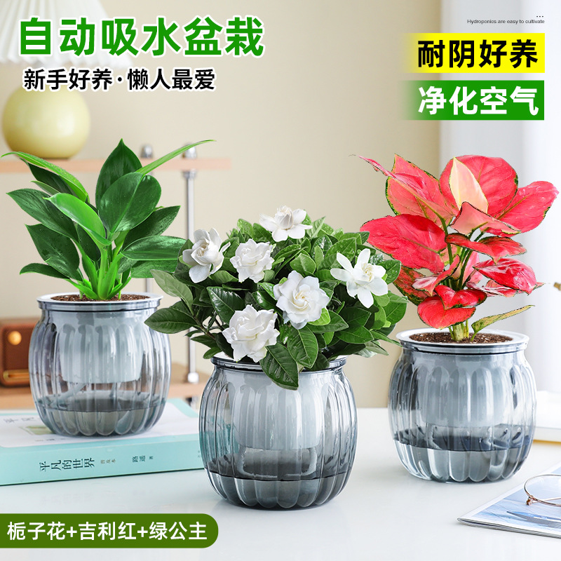 [하이룩 패키지] 가드니아 + 지리 레드 + 그린 프린세스