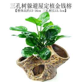 鱼缸造景沉木水草装饰懒人新手耐养植物水榕活体绿金钱多头草