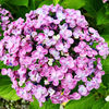 Hydrangea seeds, hydrangea, flowers seeds, all seasons of seasons, blooming courtyards, blooming outdoor flowers and grass seeds