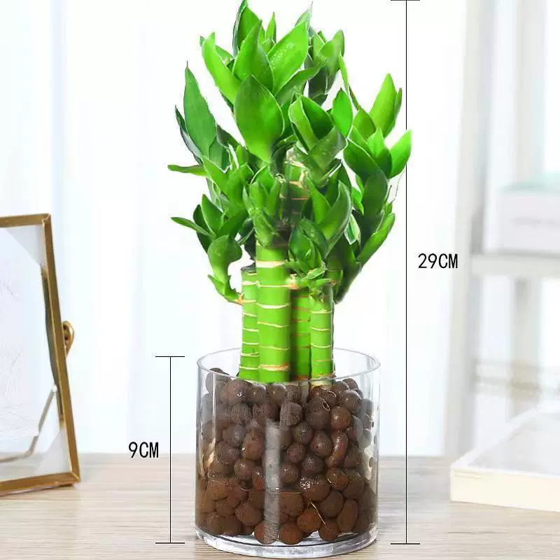 Лотос бамбук Гуаньинь бамбук богатый бамбук гидропонное растение комнатное зеленое растение бонсай Гостиная Офис крытый бонсай