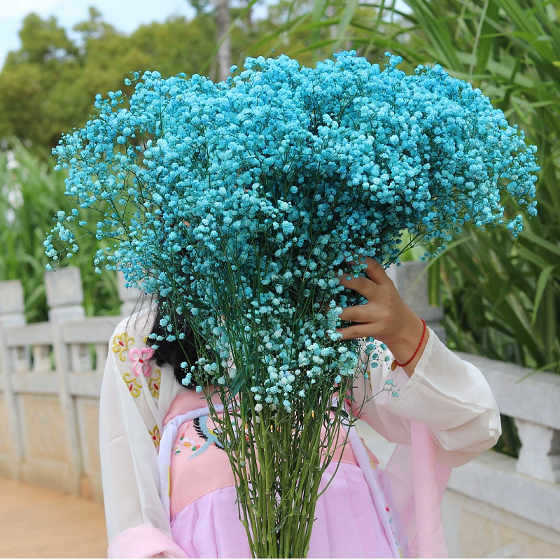 Букет из полусушеных цветов гипсофилы (не забудь-меня-никогда) из Юньнани для декора дома, свежие декоративные цветы, настоящие цветы, букет полусушеных цветов