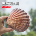 天然贝壳海螺狮爪贝鱼缸装饰品水族箱造景拍摄道具地中海风格摆件