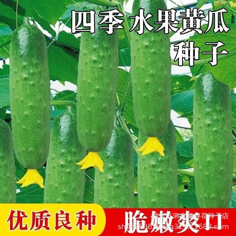 Four Seasons Sowing Fruit Cucumber Festival Melon Small Cucumber Ground-Mounted Balcony Potted Rapeseed Farm Cucumber Seeds