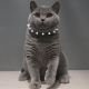Factory direct alloy spike rivet pet collar adjustable bell small dog collar leather cat collar