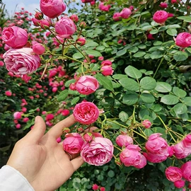 盆栽;一二年生花卉;灌木