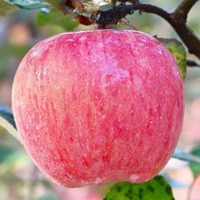 山東煙台蘋果棲霞紅富士脆甜整箱新鮮當季水果平果一級包郵10斤