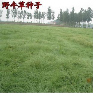 Lawn Seeds, Bison Grass Seeds Are Disease-Resistant and Easy to Grow, Wear-Resistant, Trampling-Resistant and Salt-Resistant Bison Grass Pasture Seeds