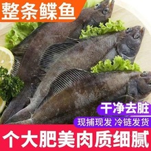 顺丰包邮深海野生鲽鱼整条鲽鱼比目鱼海鱼鸦片速冻海鱼批发海鲜
