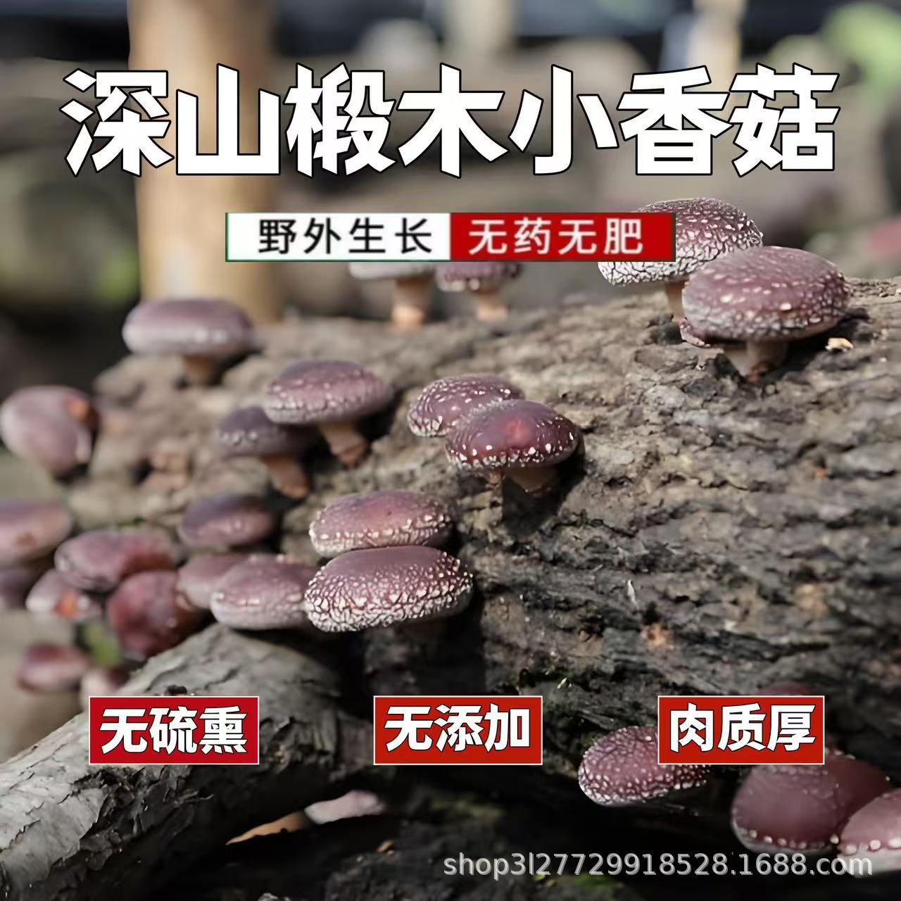 四川椴木香菇 野外木头香菇 青冈树椴木厚菇 农户自然晒干无硫