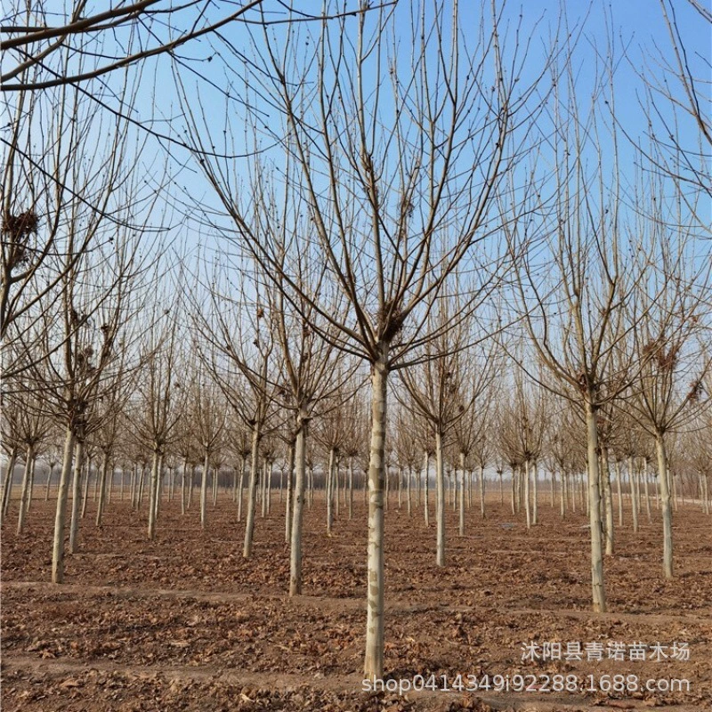 Питомник прямых продаж озеленение проекта саженцы быстрорастущие саженцы деревьев Fatong саженцы Fatong полные спецификации Большая скидка