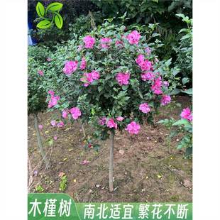 ľ�Ȼ�����ͥԺ���԰������ذ�ľ�Ȼ��󻨮����_���ͺ�ֲ������