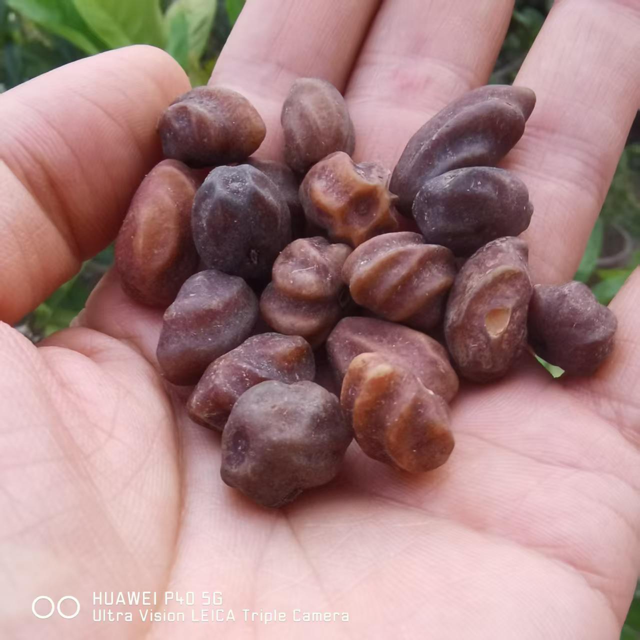 Dragon spine loose seed Buddhist beads jewelry accessories old material Bodhi seeds source one kilogram price