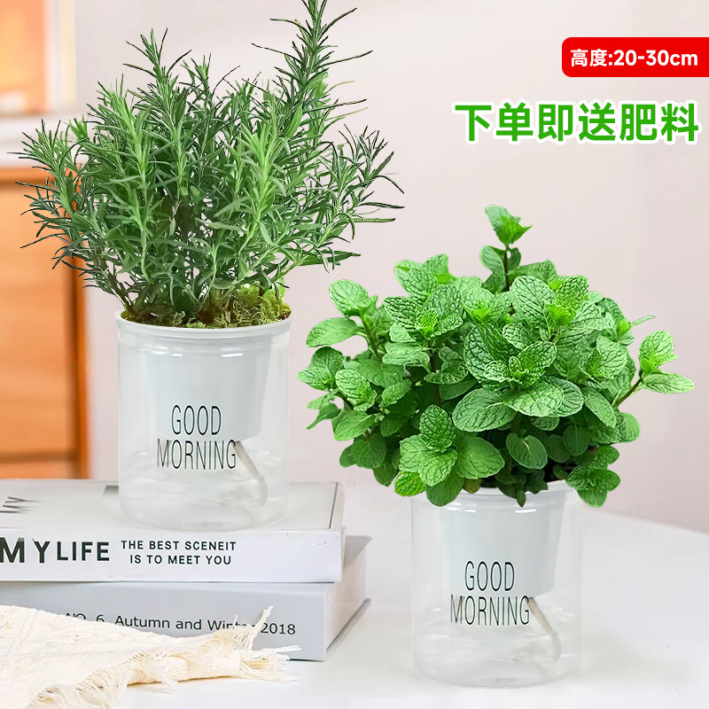 食品級大盆薄荷*1盆+迷迭香*1盆【白色吸水盆】