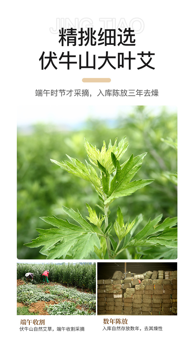 Large 7cm Moxa Stick Handheld Moxibustion Roll Ai Tiao Pure Mugwort for Whole Body Warming in use