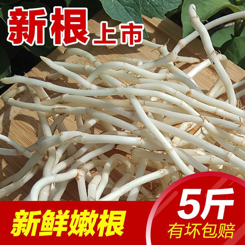【包邮】鱼腥草折耳根新鲜嫩根现挖野生节节根农家自种蔬菜凉拌侧|undefined