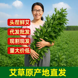 端午节新鲜艾叶整颗批发艾草束窗艾蒿花束环材料包挂饰手工门家用