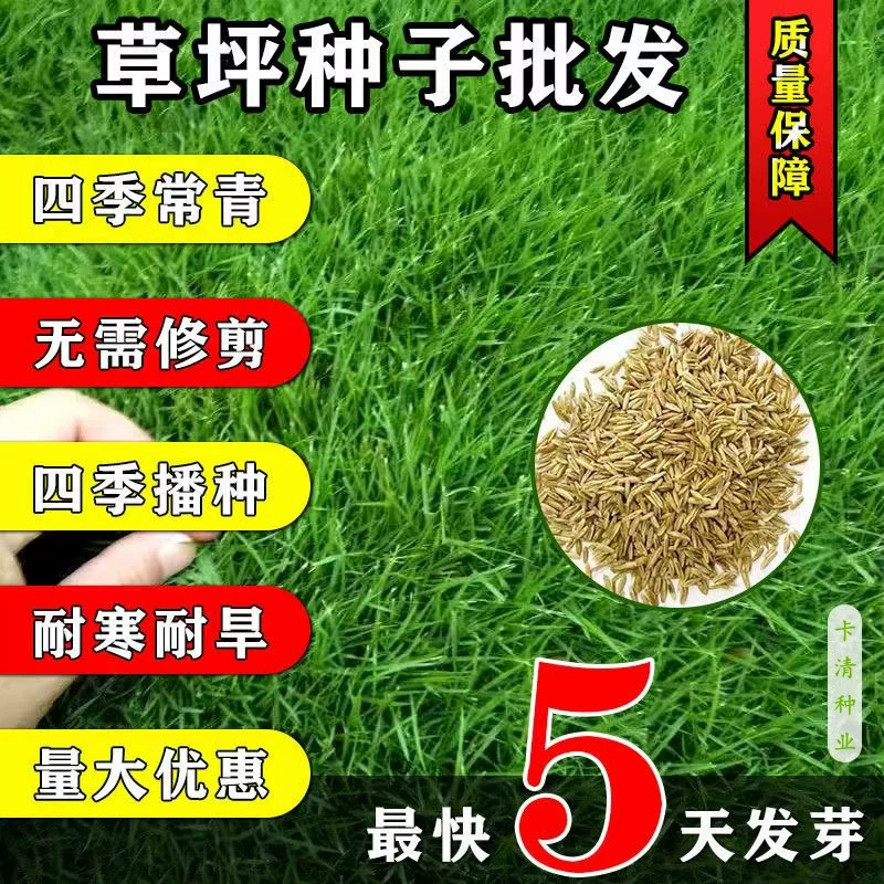 Семена газонов, семена для защиты склонов и зеленения, ковровая трава без обрезки двора, ползучая изогнутая трава, семена четырехсезонной вечнозеленой травы.