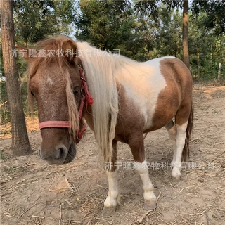 成年骑乘矮马活体训练乘骑矮马迷你小矮马养殖基地矮马拉车马活物