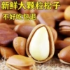[1050松子试吃袋装60g]