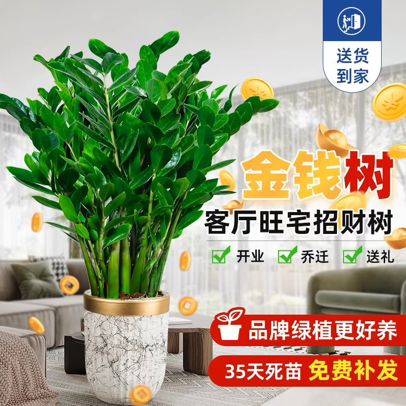 Large Money Tree, Money-Making Plant, Living Room Green Plant, Office Indoor Potted Plant, Balcony Cross-Border【】